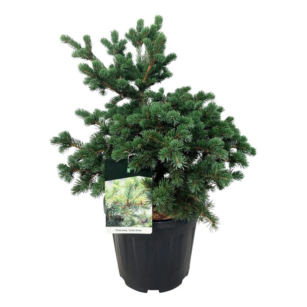 Picea pung. 'Lucky Strike'.