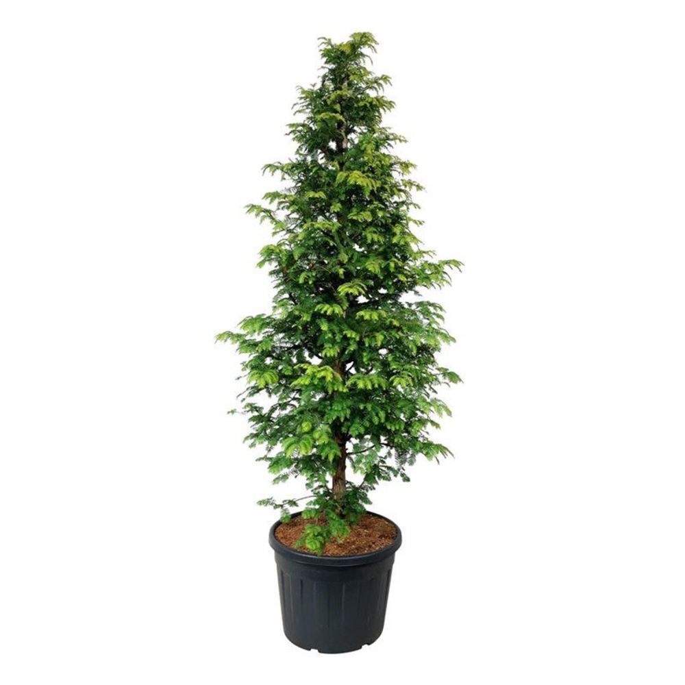 Metasequoia gl. 'Amber Glow' PBR.