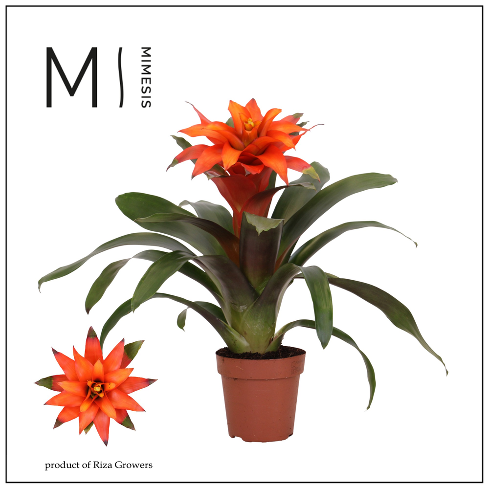 Mimesis Guzmania Fiero Orange - 12 cm.