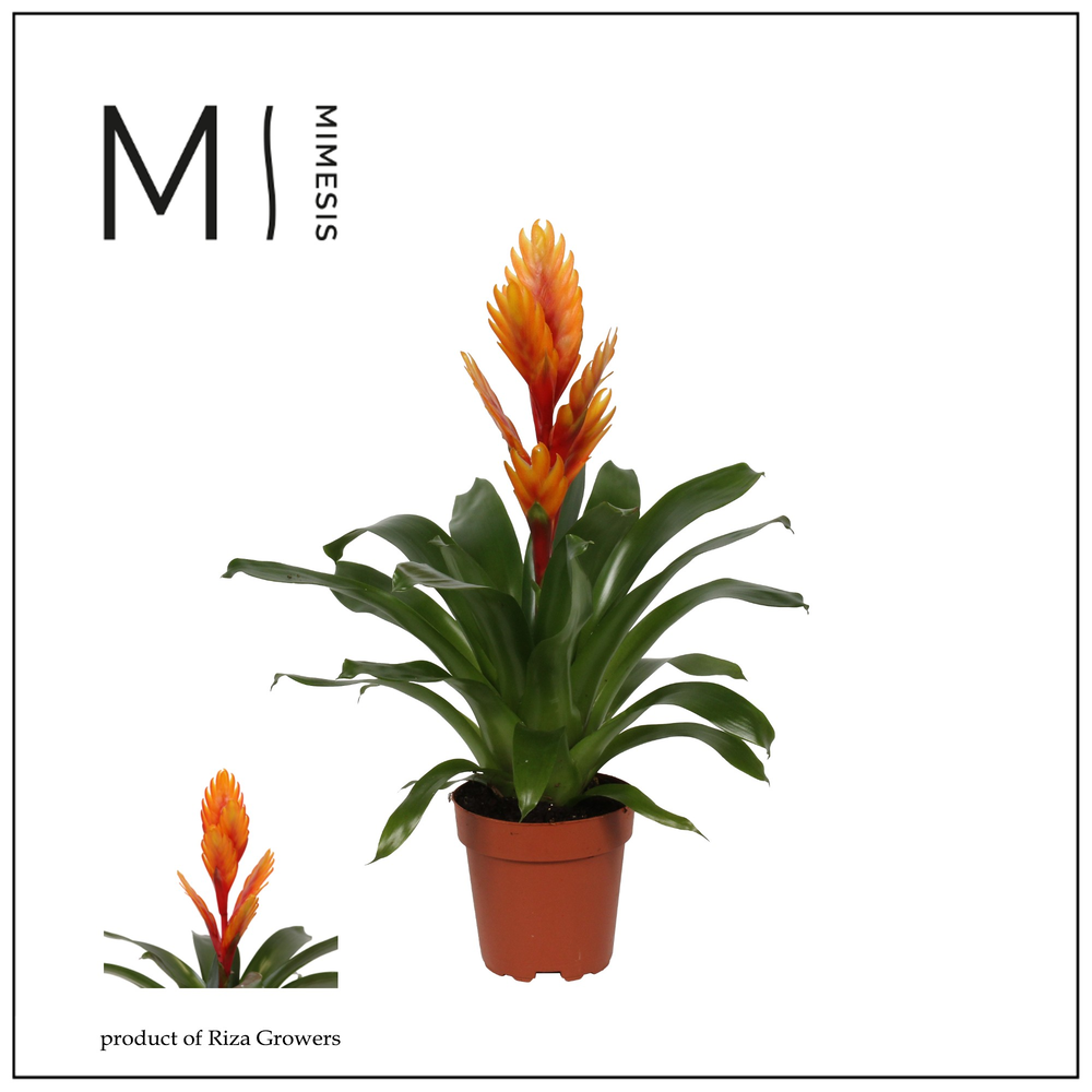 Mimesis Vriesea Intenso Orange Flame - 12 cm.