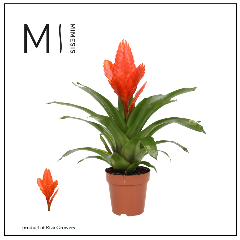 Mimesis Vriesea Intenso Orange - 12 cm.