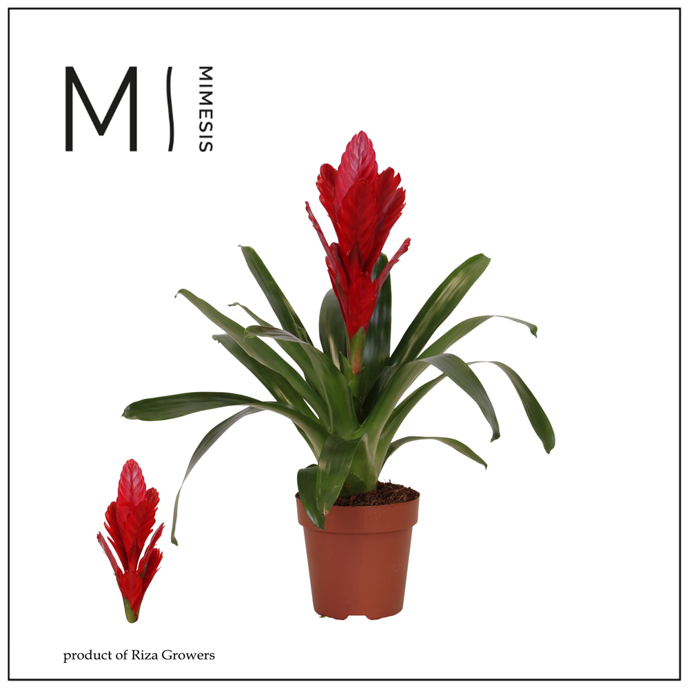 Mimesis Vriesea Intenso Red -12 cm.