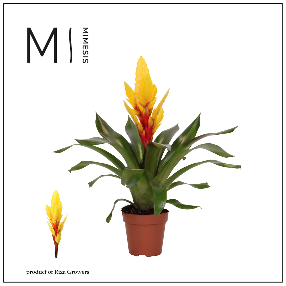 Mimesis Vriesea Intenso Yellow -12 cm.