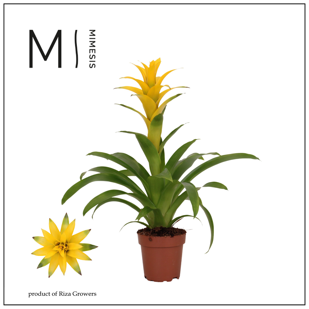 Mimesis Guzmania Suerte Yellow - 12 cm.