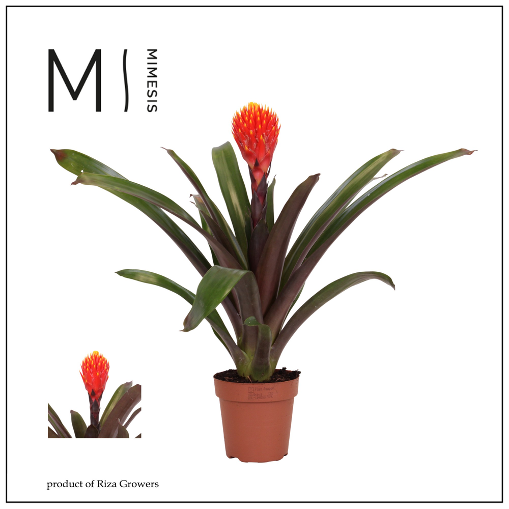 Mimesis Guzmania Rockyflower Tala - 12 cm.