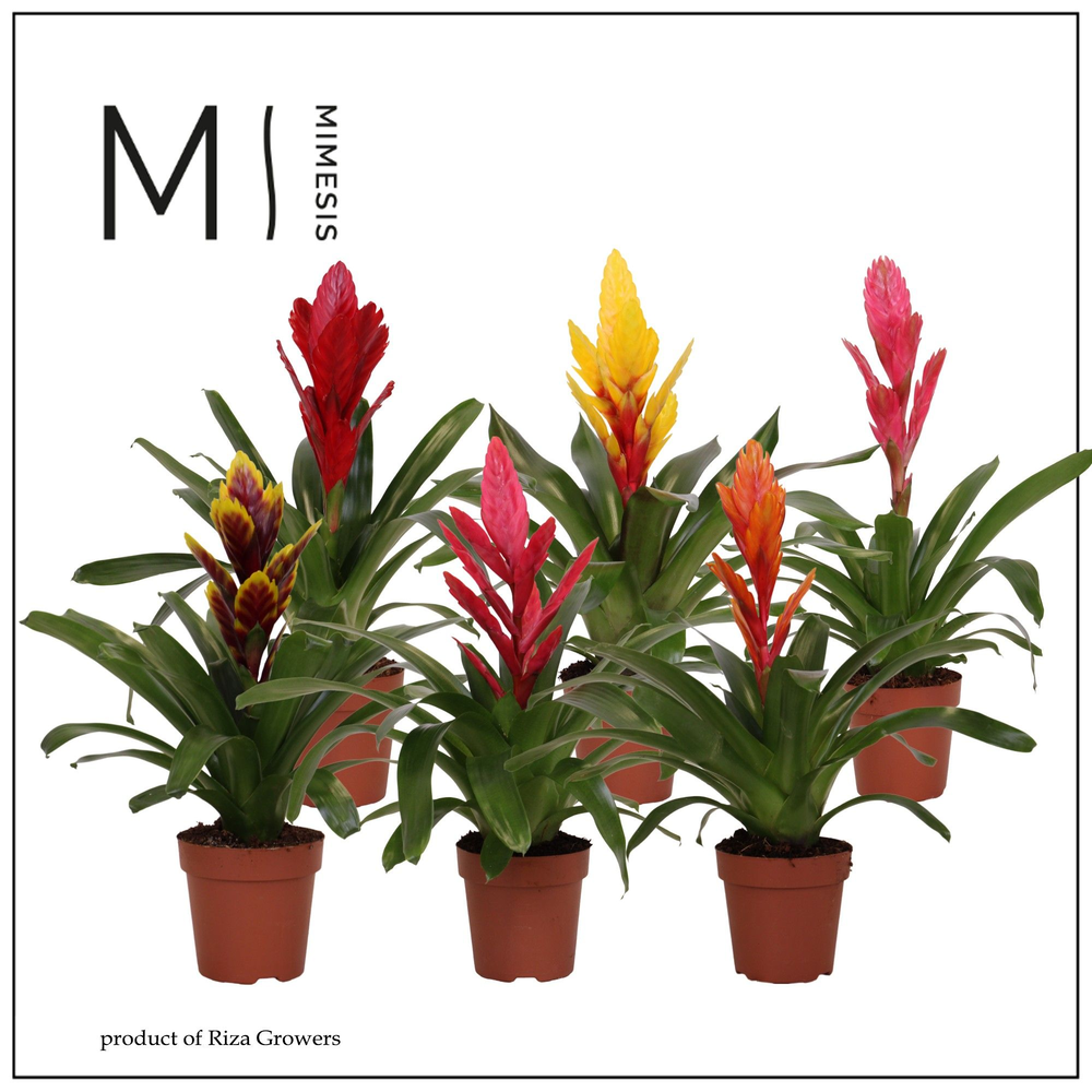 Mimesis Vriesea Classic - 12 cm.