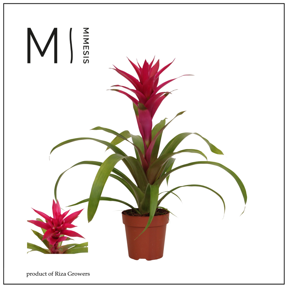 Mimesis Guzmania Voila - 12 cm.