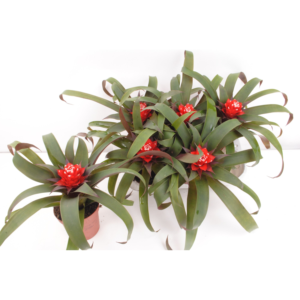 Guzmania Priscilla.