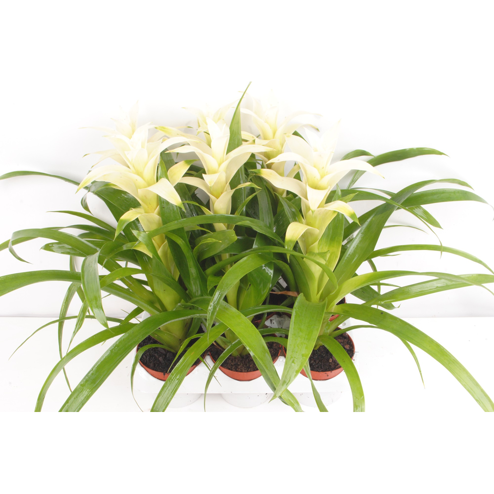 Guzmania Freeze.