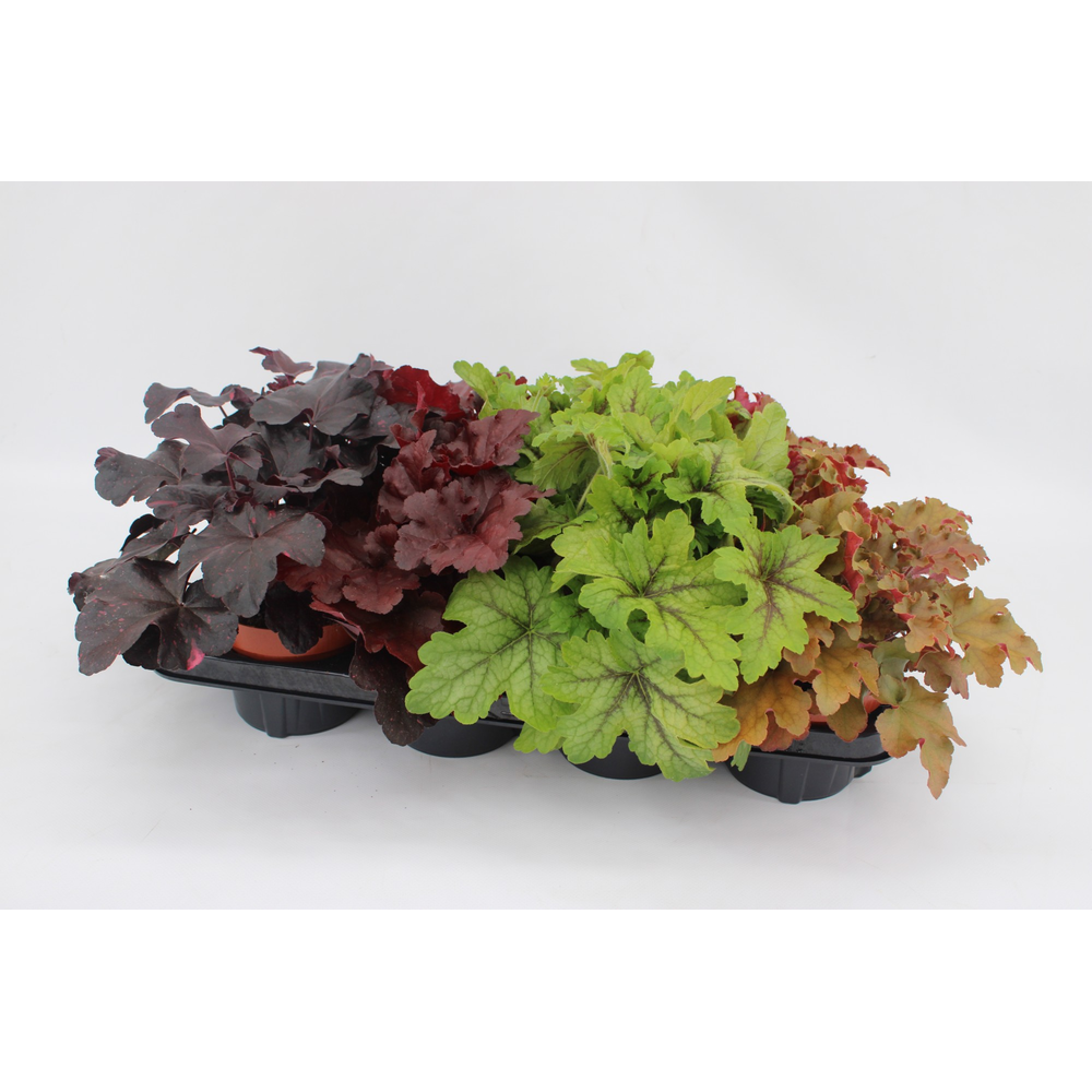 Heuchera Mixtray.