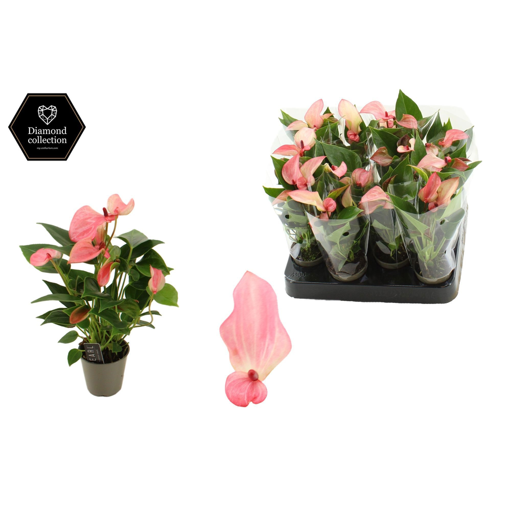 Anthurium 6 cm Pearl Matata in transparant sleeve.