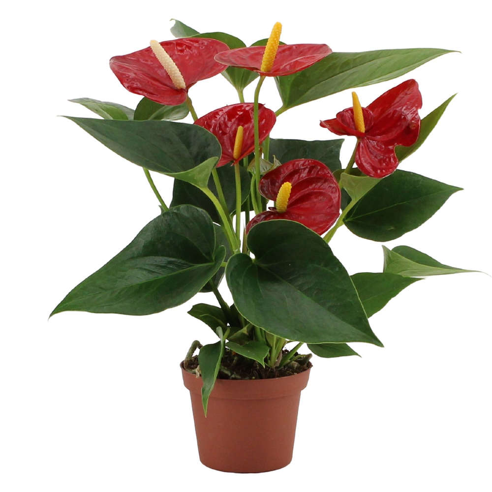 Anthurium Diamond Red in transparant sleeve.