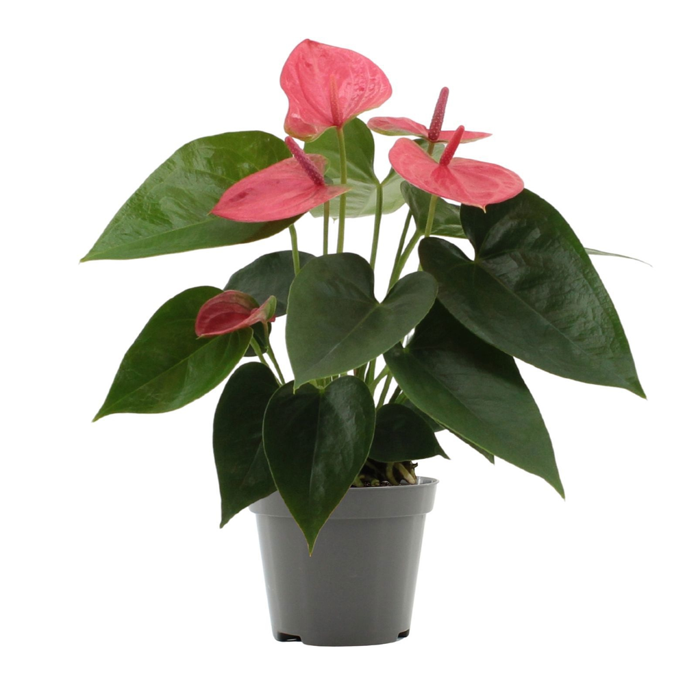 Anthurium Sweet Dream in transparant sleeve.