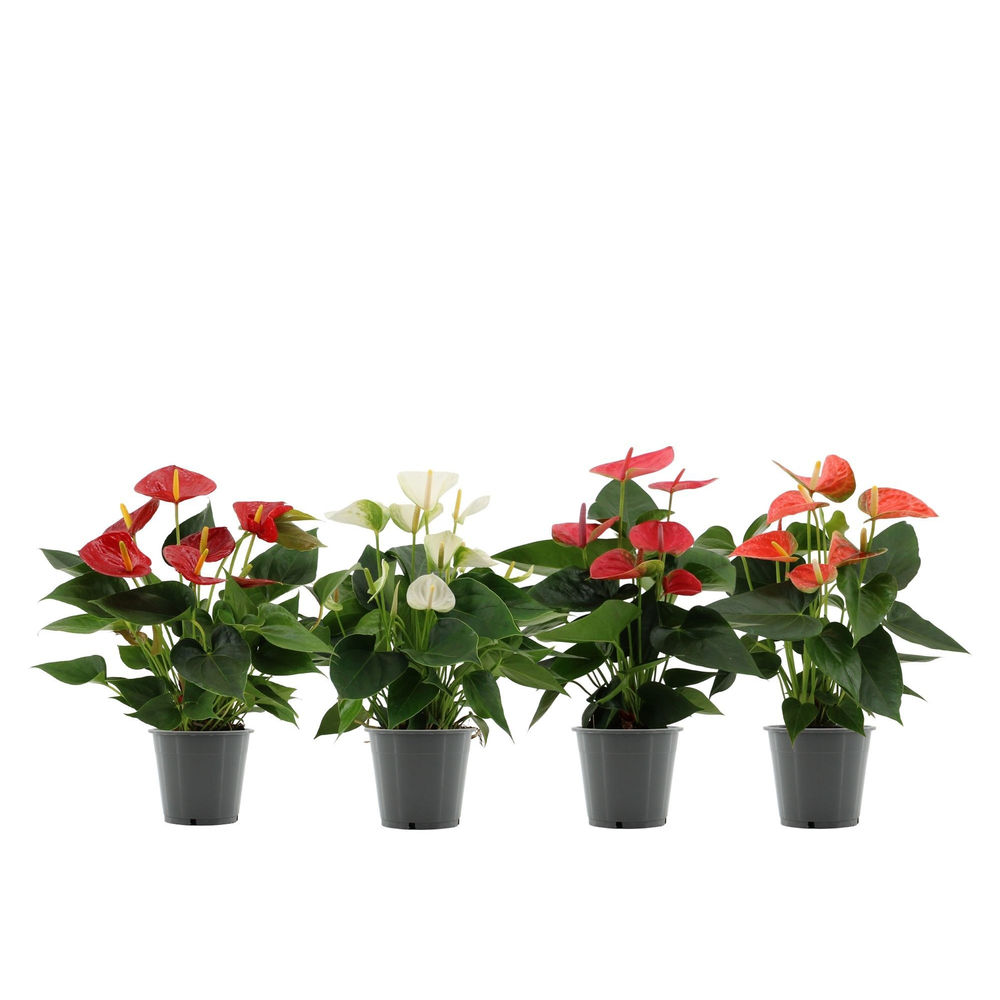 Anthurium 12 cm 4 color mix - Diamond Etiket - Bla.