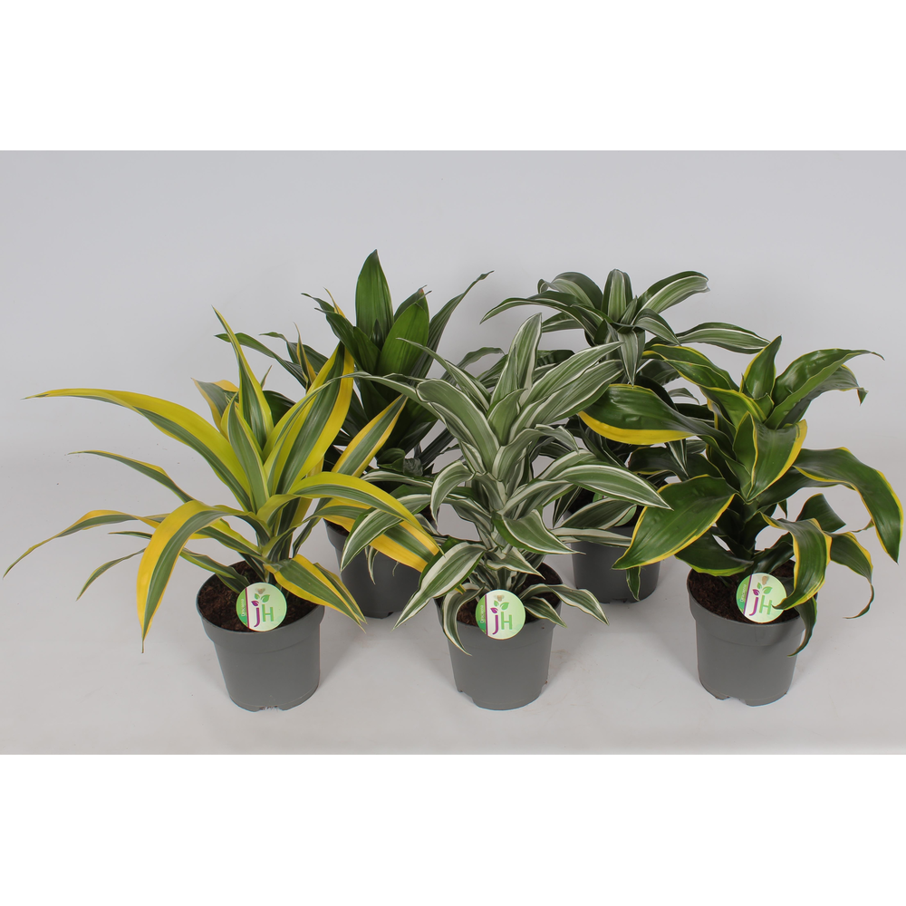 Dracaena mix.