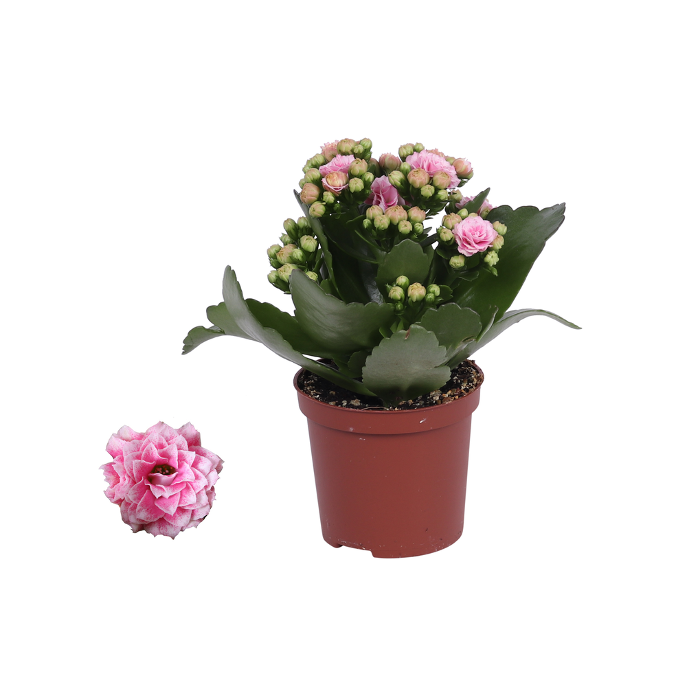 Kalanchoe Rosalina 07cm Don Alano wit/roze, Zonder.