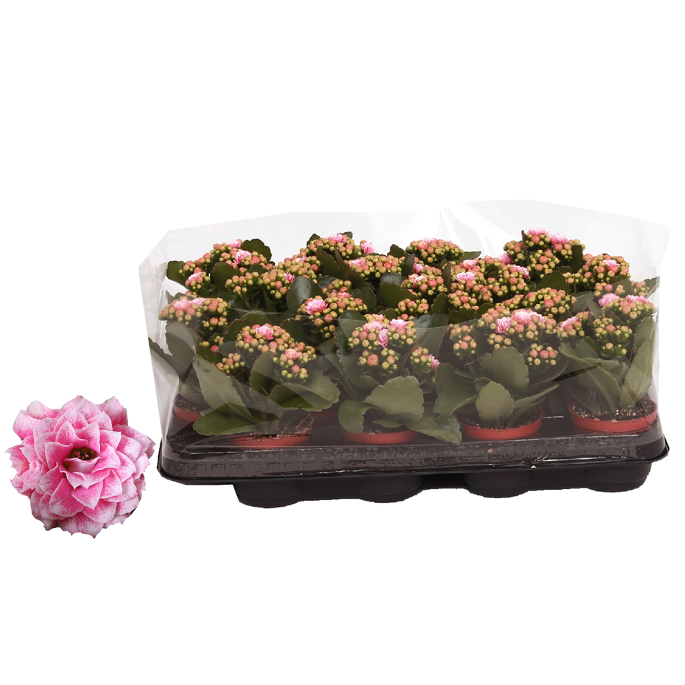 Kalanchoe Rosalina 07cm Don Alano wit/roze, Trayfo.