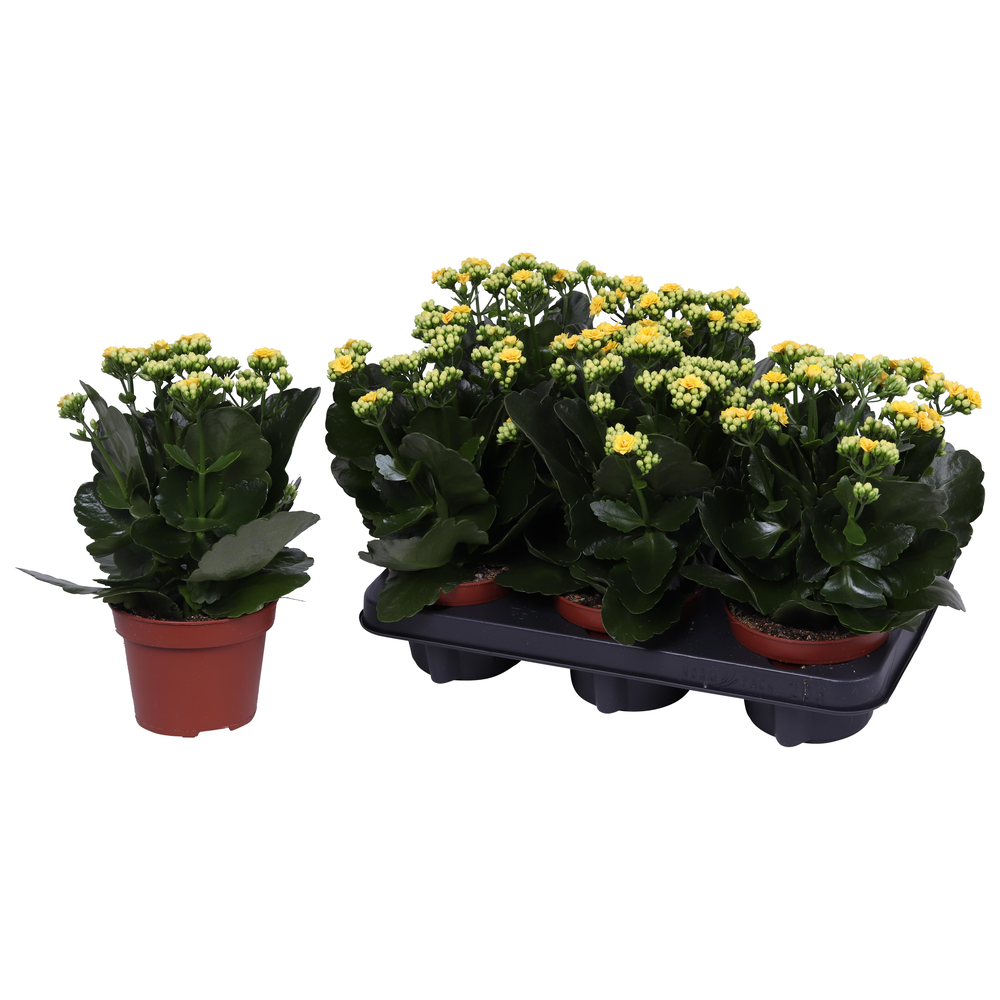 Kalanchoe Rosalina 12cm Don Amarillo geel, Zonder .