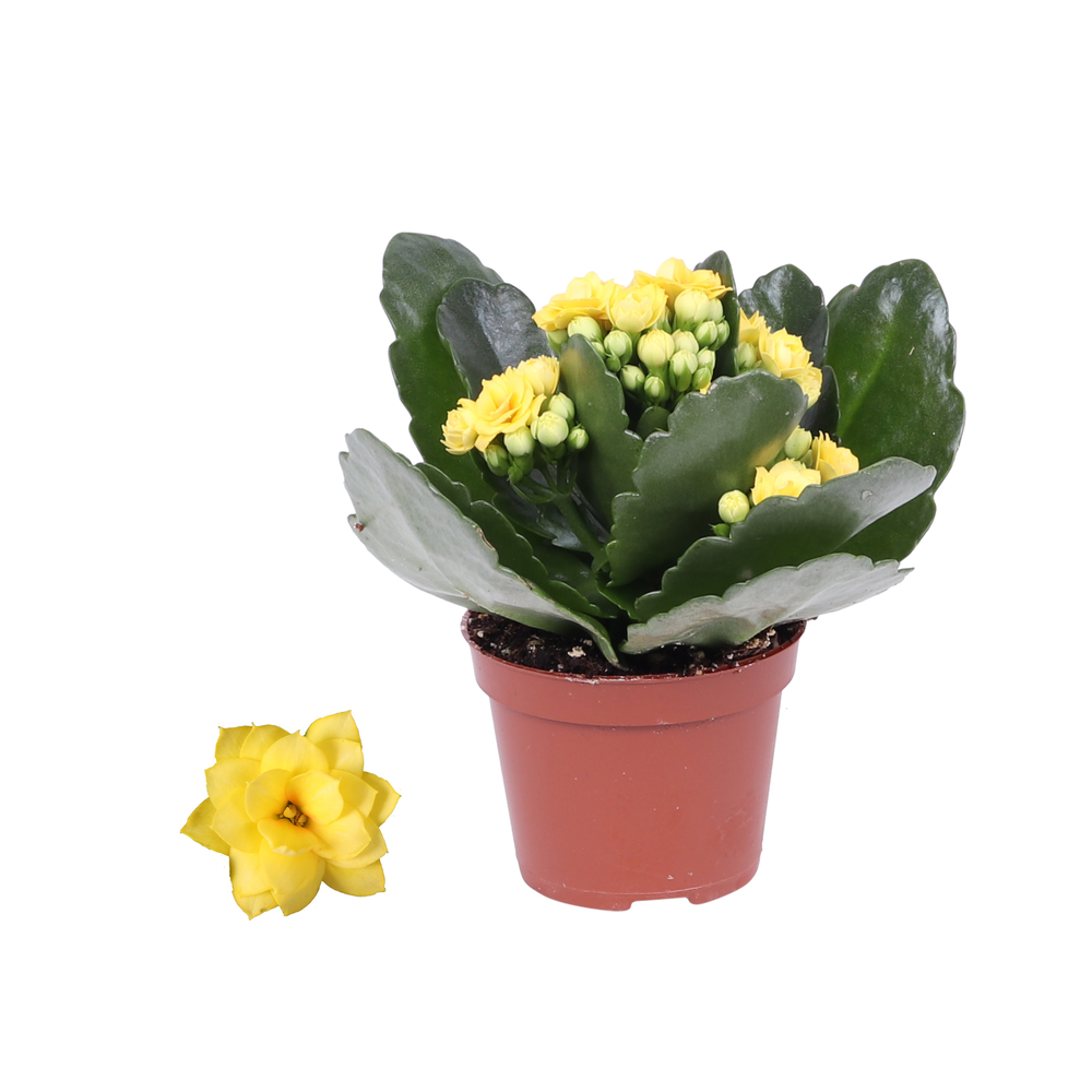 Kalanchoe Rosalina 06cm Don Amarillo geel, Zonder .
