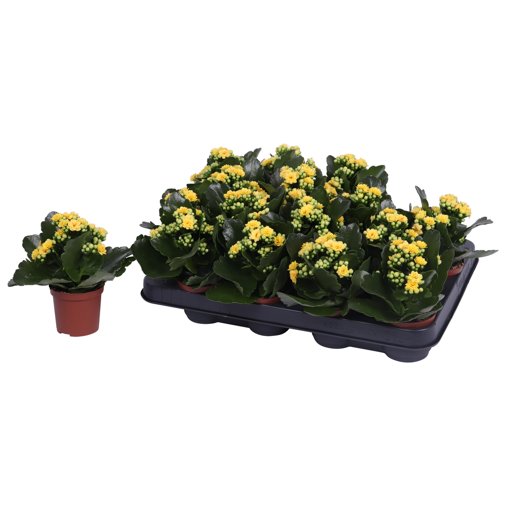 Kalanchoe Rosalina 07cm Don Amarillo geel, Zonder .