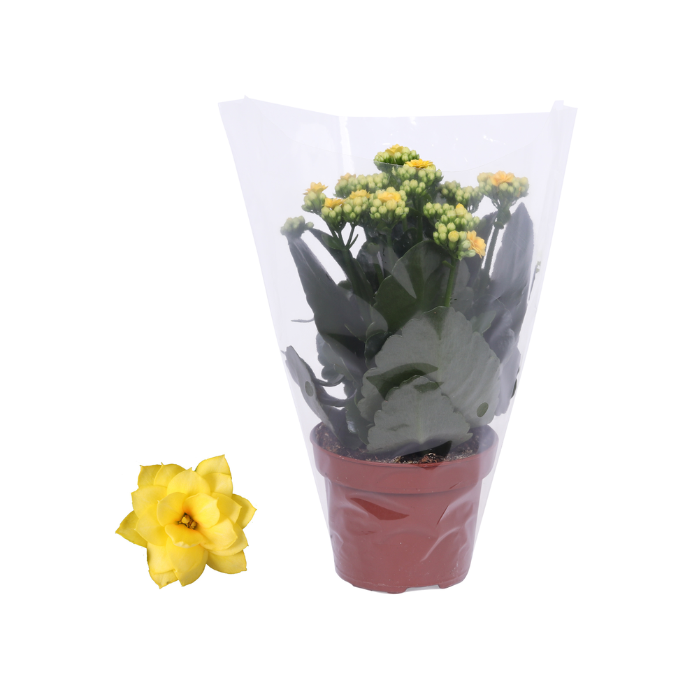 Kalanchoe Rosalina 12cm Don Amarillo geel, Blanco .