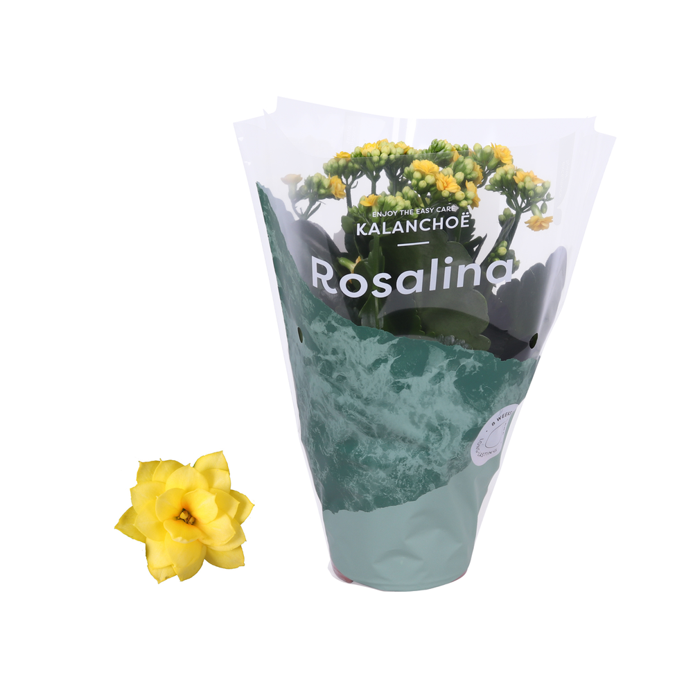 Kalanchoe Rosalina 12cm Don Amarillo geel.