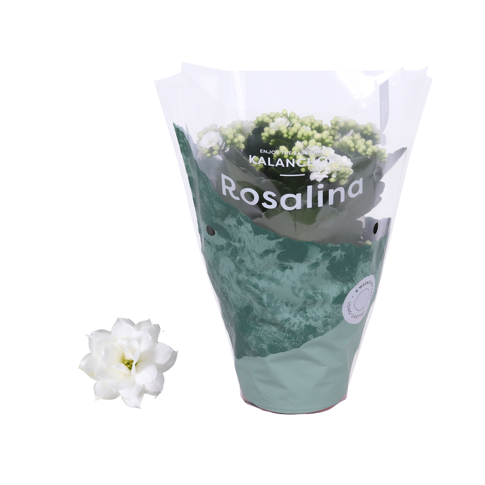 Kalanchoe Rosalina 12cm Don Dione wit.