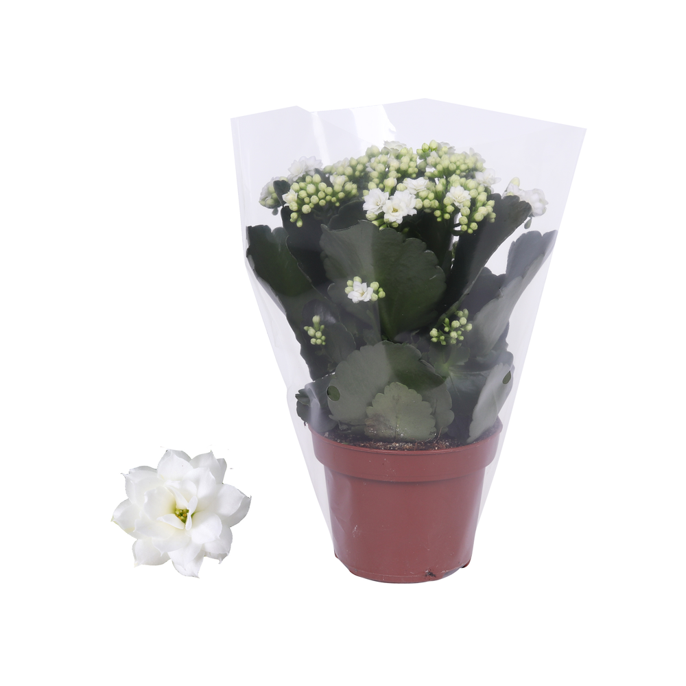 Kalanchoe Rosalina 12cm Don Dione, Blanco hoes.