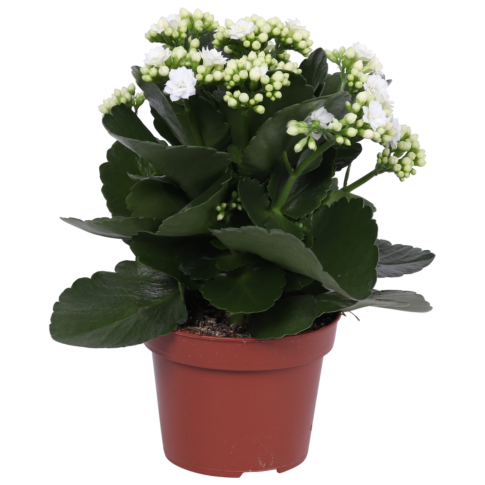Kalanchoe Rosalina 12cm Don Dione wit, Zonder hoes.