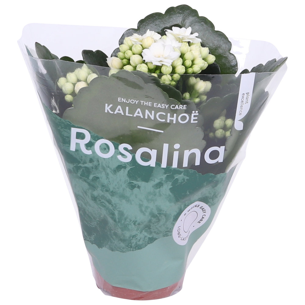 Kalanchoe Rosalina 06cm Don Dione wit.