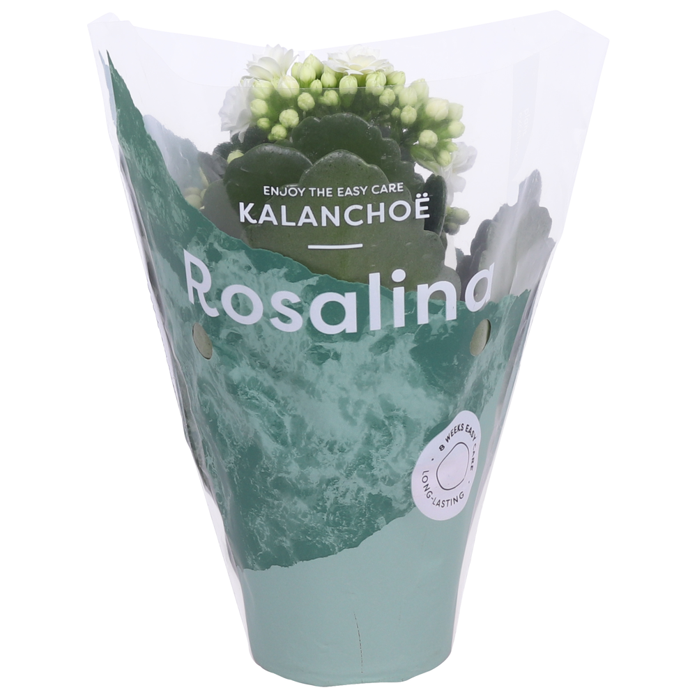 Kalanchoe Rosalina 07cm Don Dione wit.