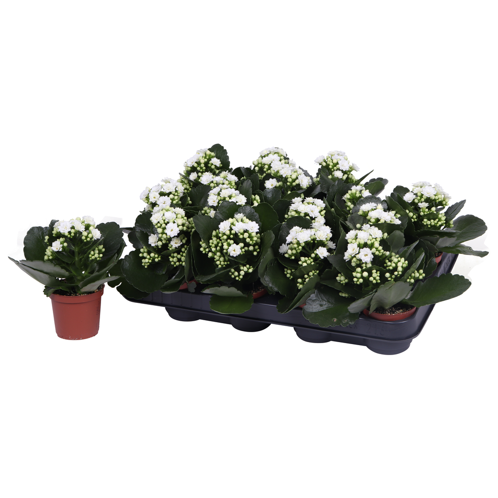 Kalanchoe Rosalina 07cm Don Dione wit, Zonder hoes.