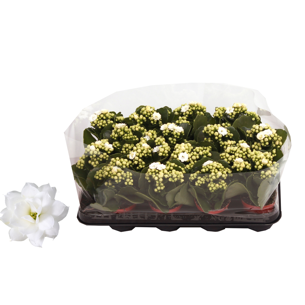 Kalanchoe Rosalina 07cm Don Dione wit, Trayfolie.