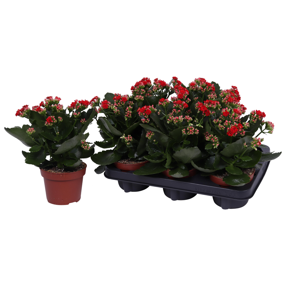 Kalanchoe Rosalina 12cm Don Justino rood, Zonder h.