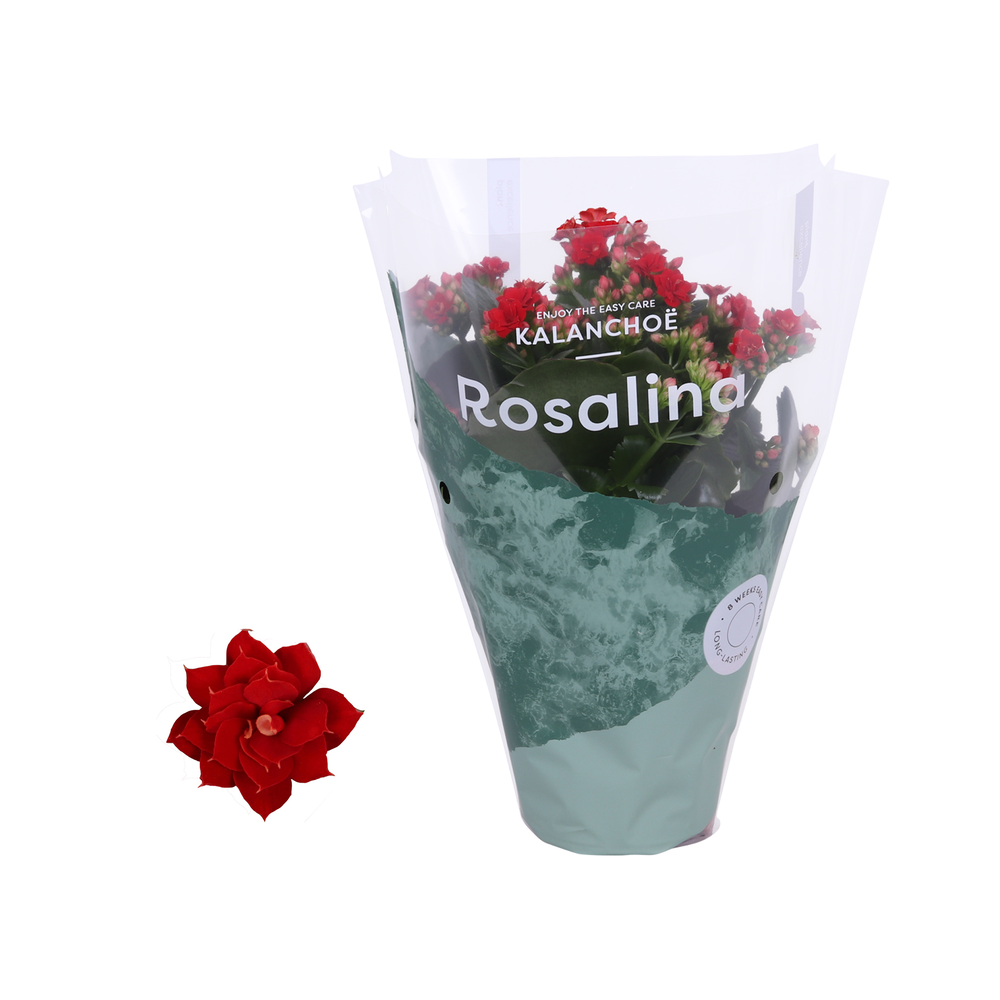 Kalanchoe Rosalina 12cm Don Justino rood.
