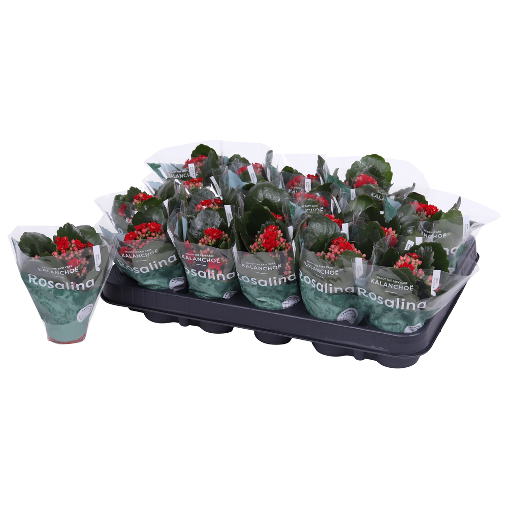Kalanchoe Rosalina 06cm Don Justino rood.