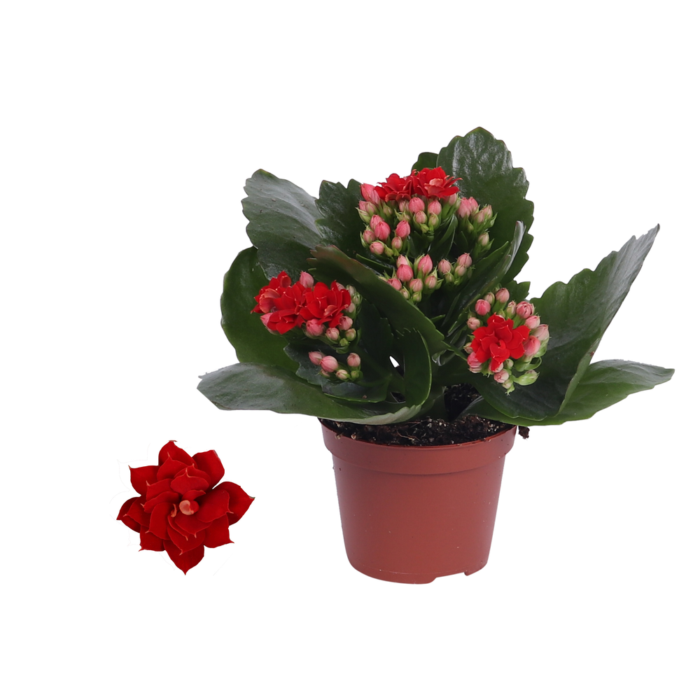 Kalanchoe Rosalina 06cm Don Justino rood, Zonder h.