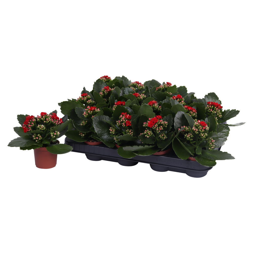 Kalanchoe Rosalina 07cm Don Justino rood, Zonder h.