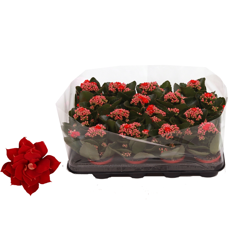 Kalanchoe Rosalina 07cm Don Justino rood, Trayfoli.