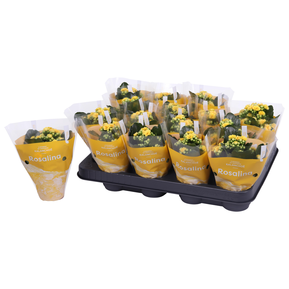 Kalanchoe Rosalina 07cm TST Don Amarillo, Gele hoe.