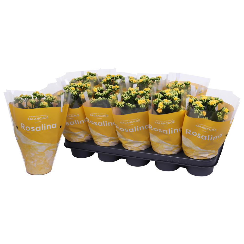 Kalanchoe Rosalina 12cm TST Don Amarillo, Gele hoe.