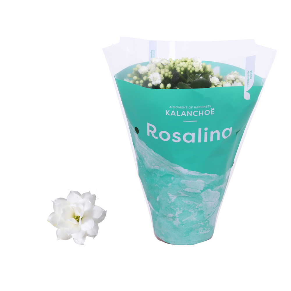 Kalanchoe Rosalina 12cm TST Don Dione, Groene hoes.