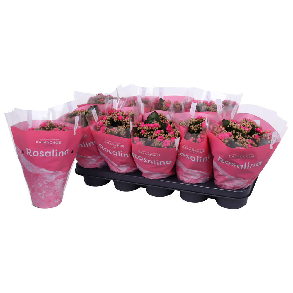 Kalanchoe Rosalina 12cm TST Don Nando, Roze hoes.