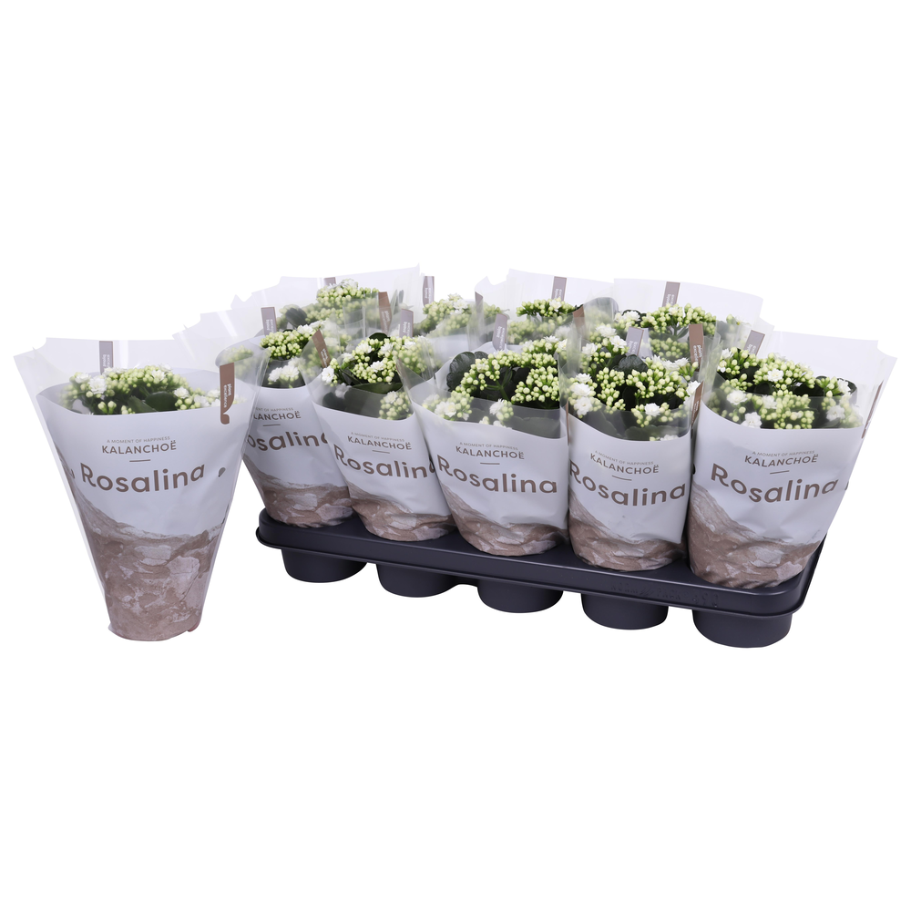 Philodendron brasil.