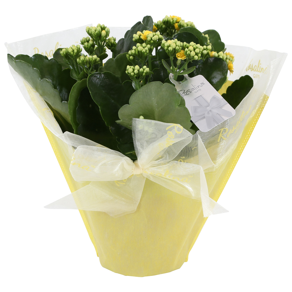 KP-730.1 GL - Kalanchoe Rosalina geel 15cm in Past.