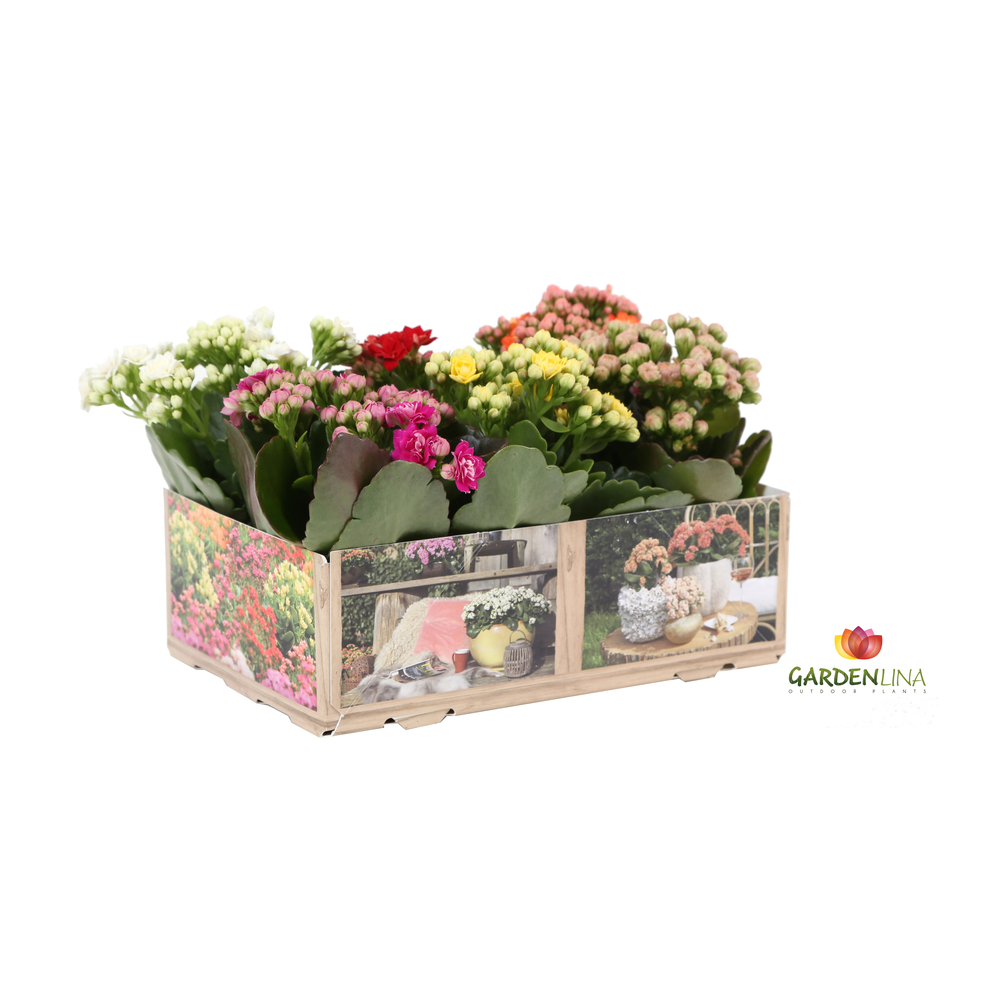 Kp-803.1 MX - Kalanchoe Gardenlina 6cm mix in box.