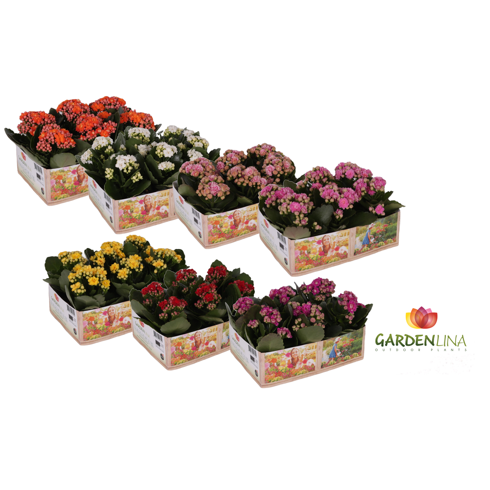 Kp-803.1 OK -Kalanchoe Gardenlina 6 cm 1 kleur per.