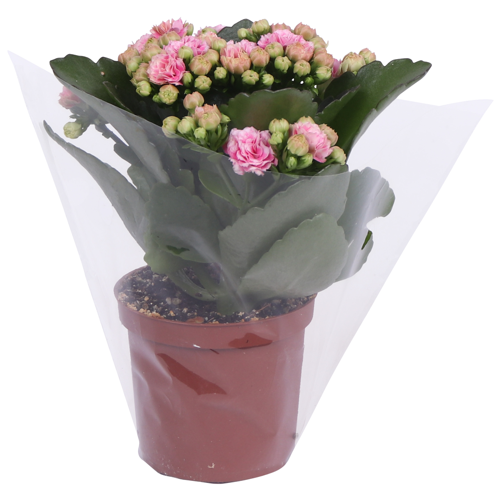 Kalanchoe Rosalina 07cm Don Alano wit/roze, Blanco.