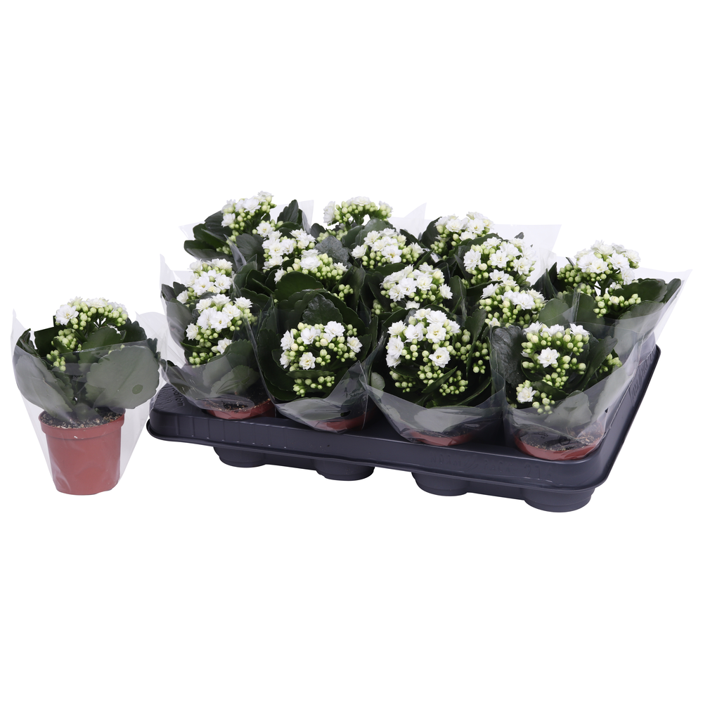 Kalanchoe Rosalina 07cm Don Dione wit wit, Blanco .