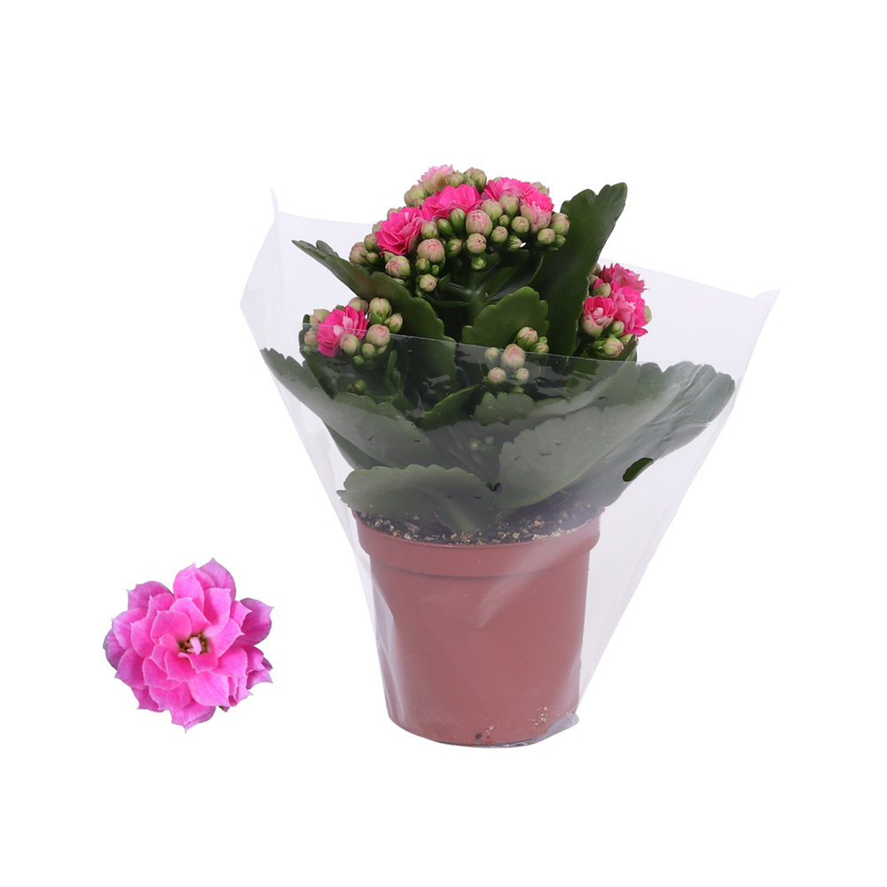 Kalanchoe Rosalina 07cm Don Nando roze, Blanco hoe.